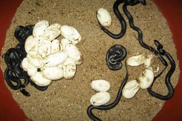蛇村将迎来大批五步蛇,王锦蛇,乌梢蛇蛋破壳出生