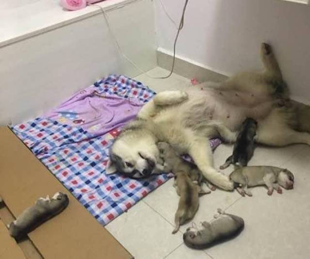 壁纸 动物 狗 狗狗 猫 猫咪 小猫 桌面 560_468