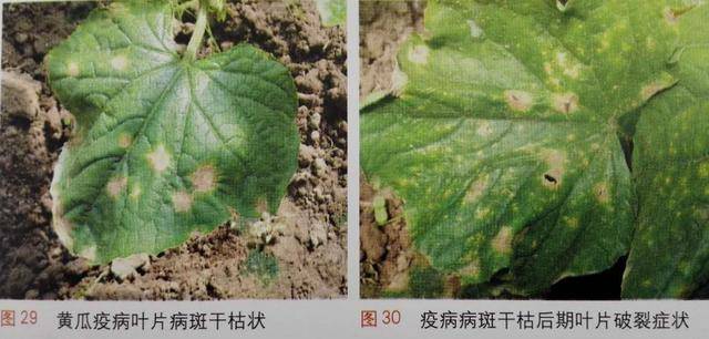 黄瓜疫病的识别特征及防治方法
