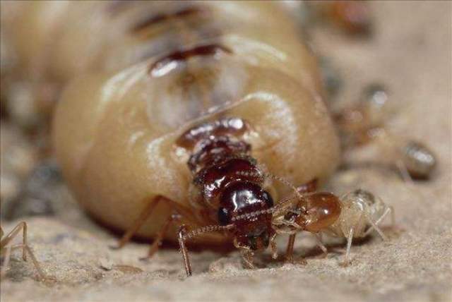 白蚁蚁后寿命有多长?杀死以后会怎样?