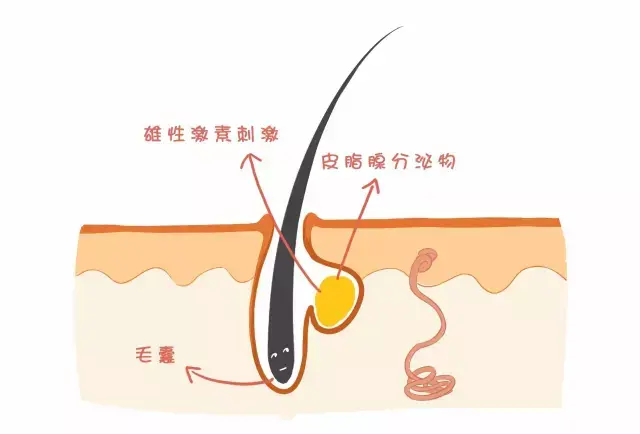 毛发 毛囊 皮脂腺 皮脂腺就相当于皮肤的健康管家 渴了给喂水,饿了给