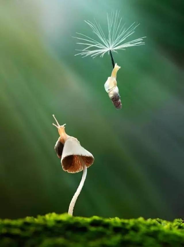 小蜗牛没有翅膀的飞翔,接借助蒲公英的力量.