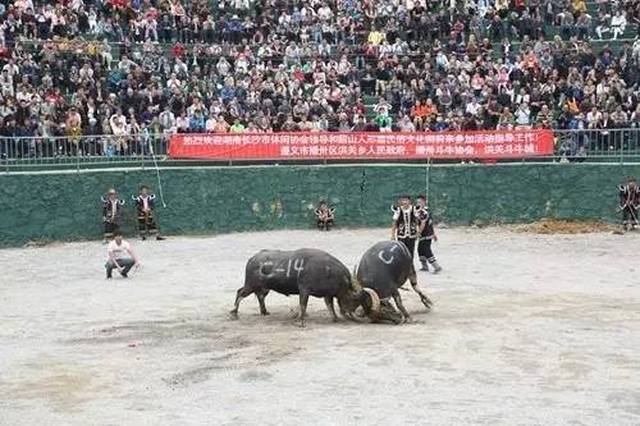 节目:斗牛比赛,民间艺人表演