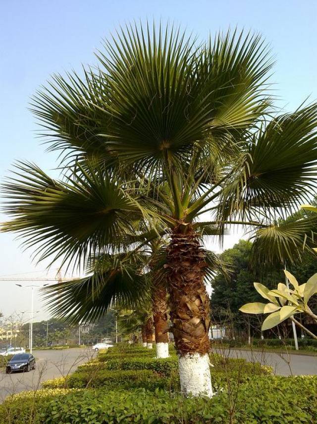 深圳这些街边路口最常见的树,你怎么都不认识?