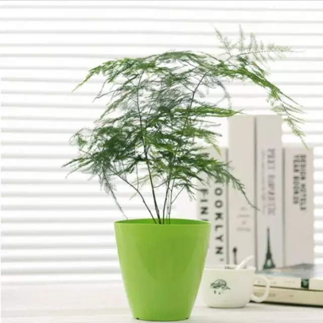 10种超级好养的植物"人为致死",究竟是何原因?
