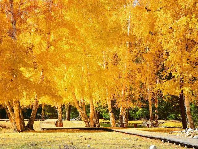 醉美秋天,相约在北疆不能错失殿堂级的美景
