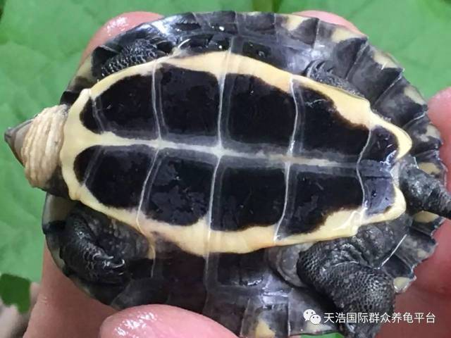什么龟值得入手 2ec1cd74f4414262b408d037927fab71.jpeg