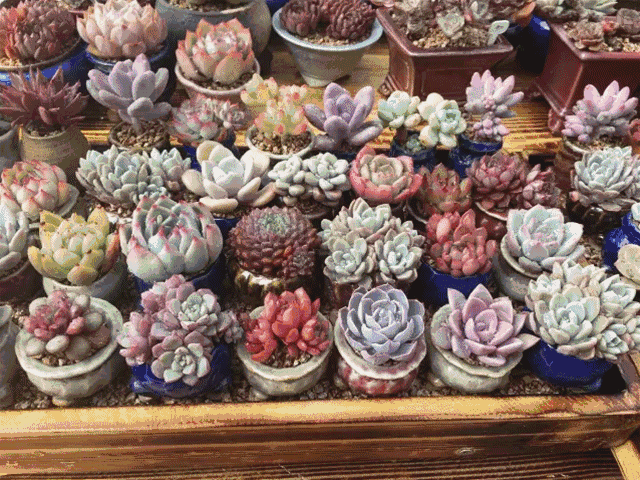 640_480gif 动态图 动图