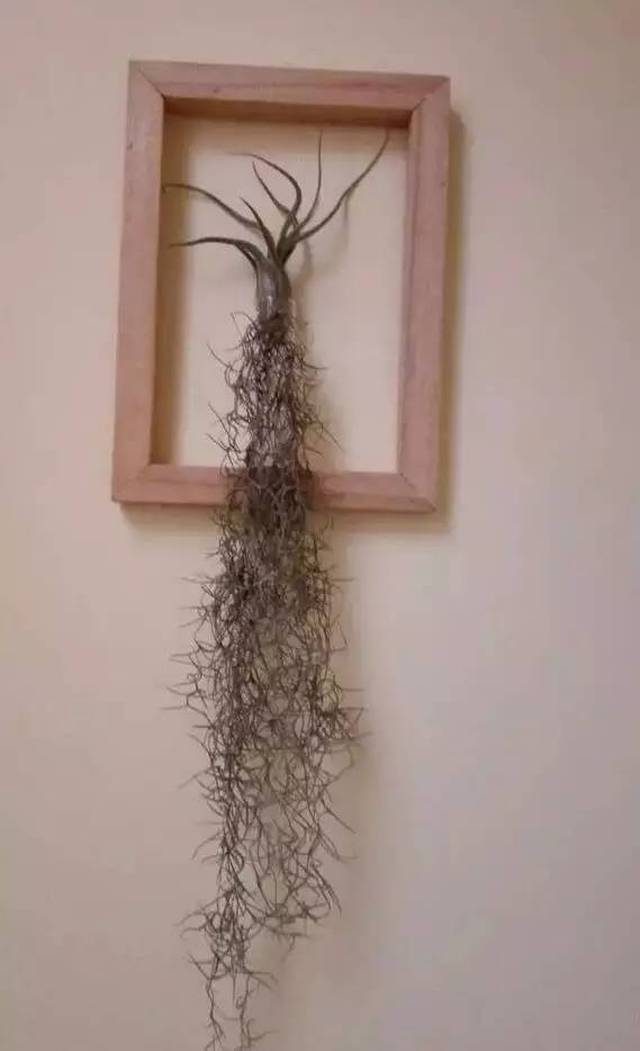 diy专栏:手工植物立体相框