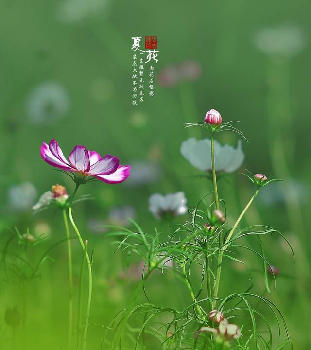聆听|泰戈尔《生如夏花》