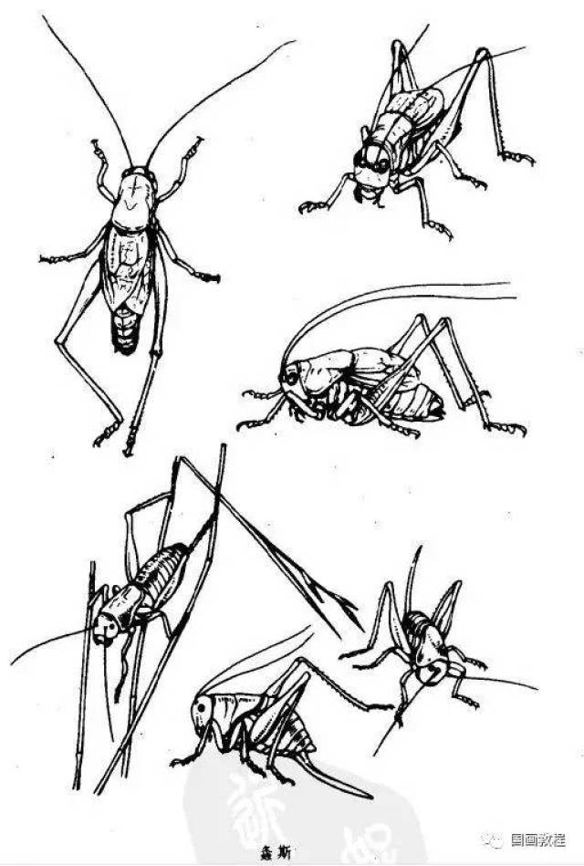 最全的昆虫白描图谱