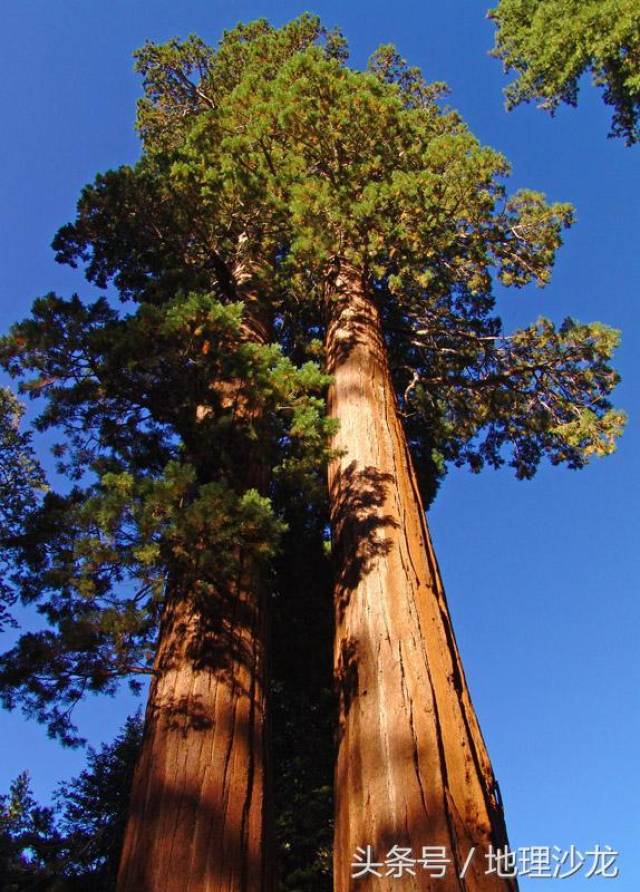 澳大利亚杏仁桉 这种树基部周围长达30米,树干笔直,向上则明显变细,枝