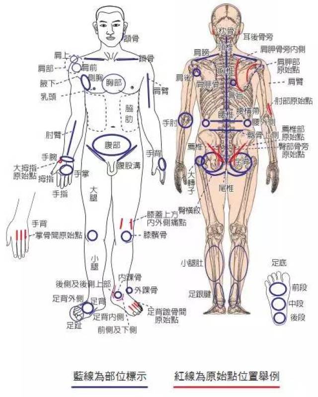 每个人的骨骼位置,形状不同,原始点位置图仅供参考,实际操作是沿着骨