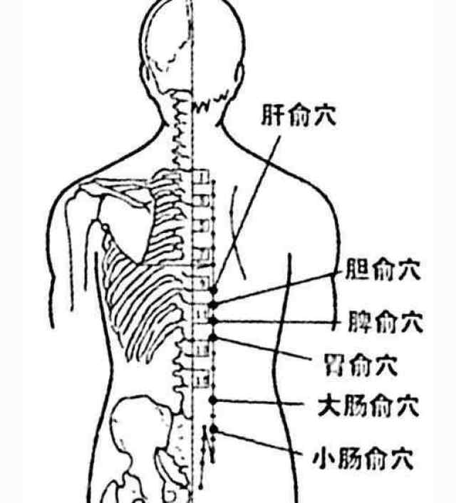 小肠俞:骨棘肌起始和臀大肌起始之间的位置.