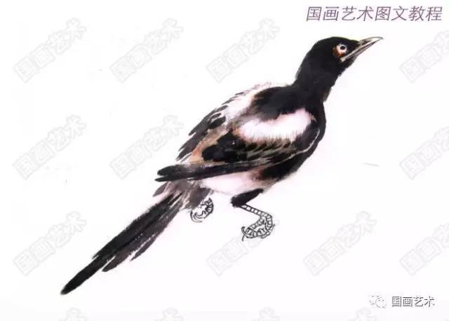 图文教程:喜鹊画法示范