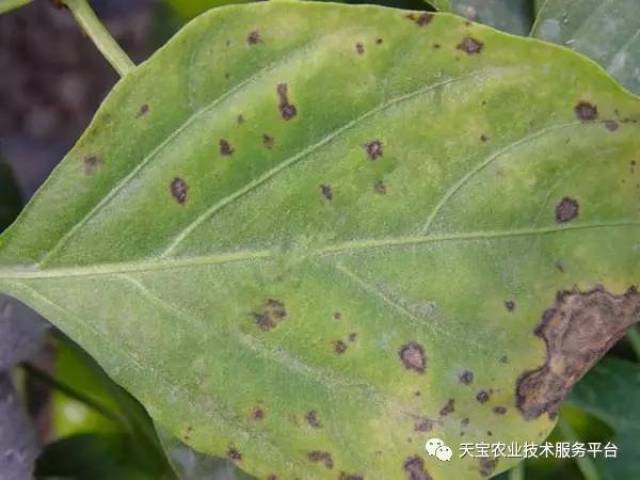 辣椒斑点病大汇总!