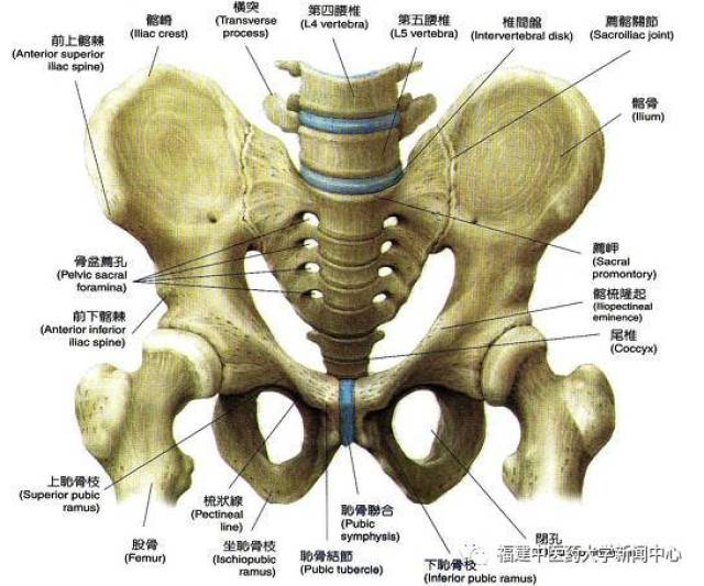 髋骨 骶骨 尾骨组成;  髋骨包括 髂骨,坐骨和耻骨; 耻直肌,耻尾肌,髂