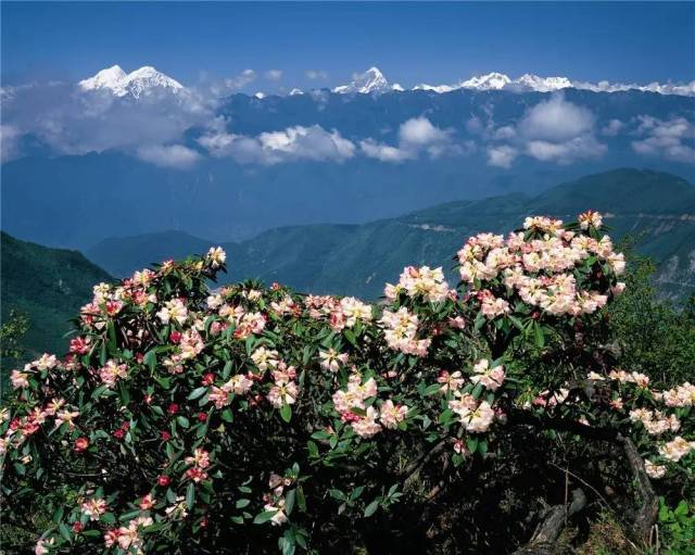 海螺沟高山杜鹃花