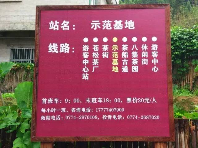 探访六堡茶的故乡(内附六堡古镇游玩攻略)-旅游频道