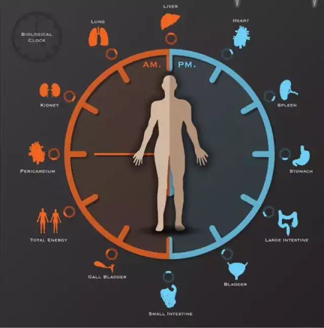 《生物钟的奥秘》的纪录片里,揭示了人体一天内不同时段的微妙变化