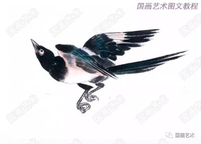 图文教程:喜鹊画法示范
