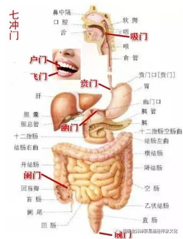 即飞门,户门,吸门,贲门,幽门,阑门,魄门.