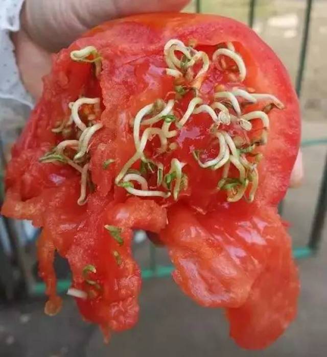 新报科普 西红柿种子在内部发芽,其主要原因是由于 西红柿过熟所致.