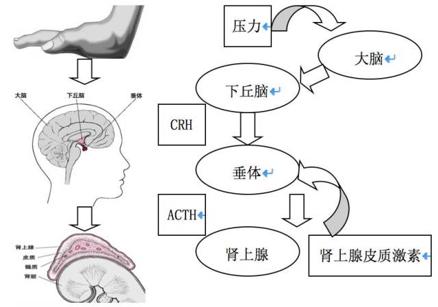 下丘脑-垂体-肾上腺轴是和情绪调节有关的重要神经内分泌系统,当人们