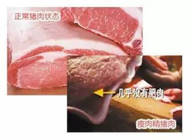 此外,最好拣带些肥膘(1-2cm)的肉买,颜色不要太鲜红,喂过瘦肉精的猪