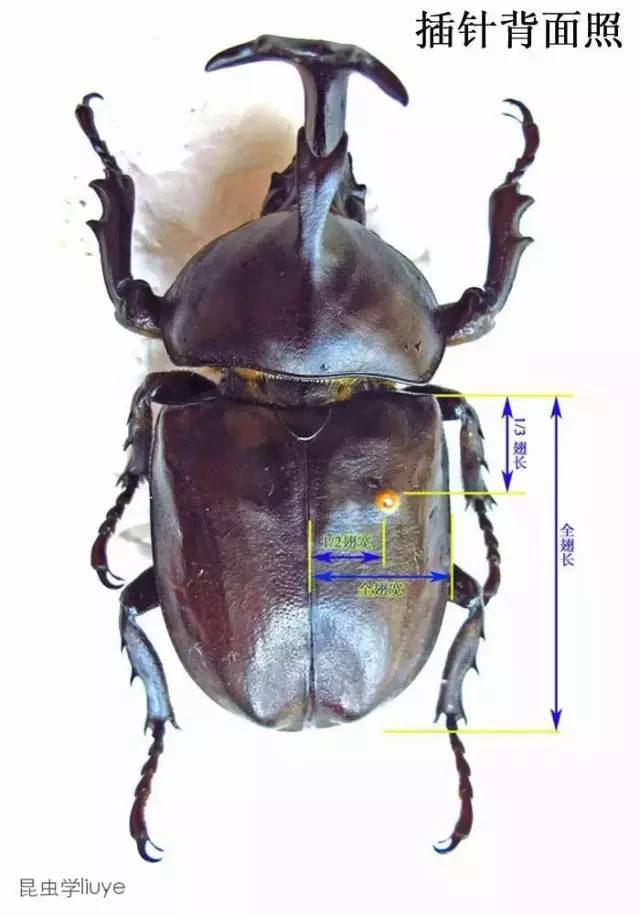 美丽躯壳:昆虫标本制作实用手册