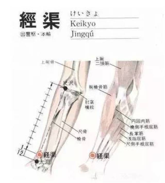 【每日一穴】 经渠穴:气管炎,支气管炎,哮喘