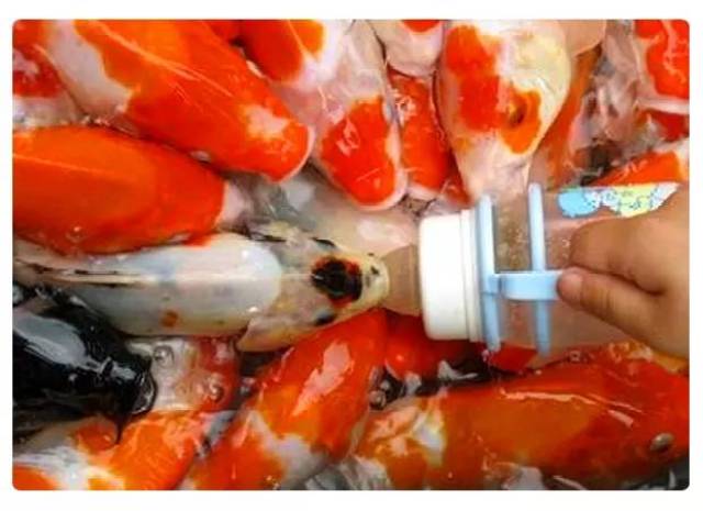 【逗趣喂奶鱼】鲤鱼吃奶,有见过吗?游戏劵免费送!