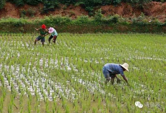 传统种植"以民大米"为民留深山!