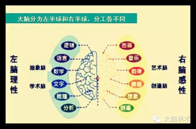 人的大脑分为左,右两半球,它们各有不同分工,既相对独立又相互影响,既