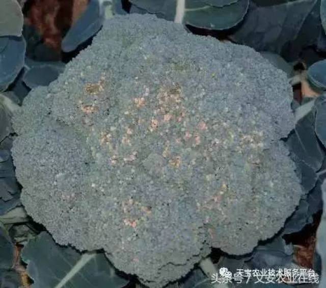 【农技】西兰花花球异常,黑心病问题大汇总!
