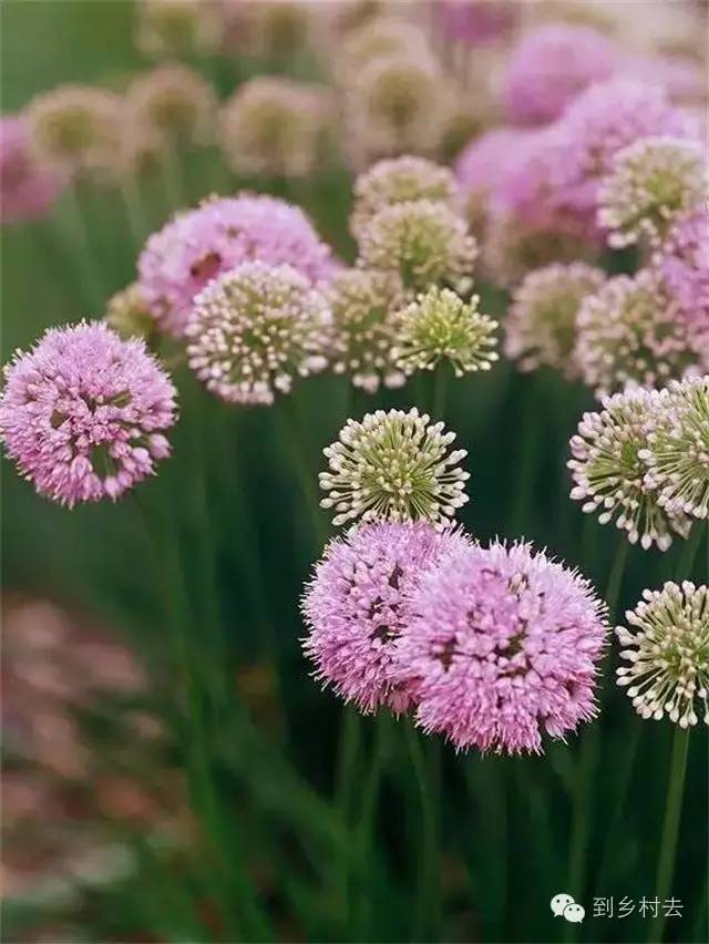 allium"millennium" 千禧花葱