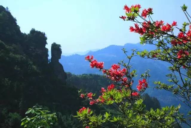 七曜山之夏,森林染翠风车伴美!