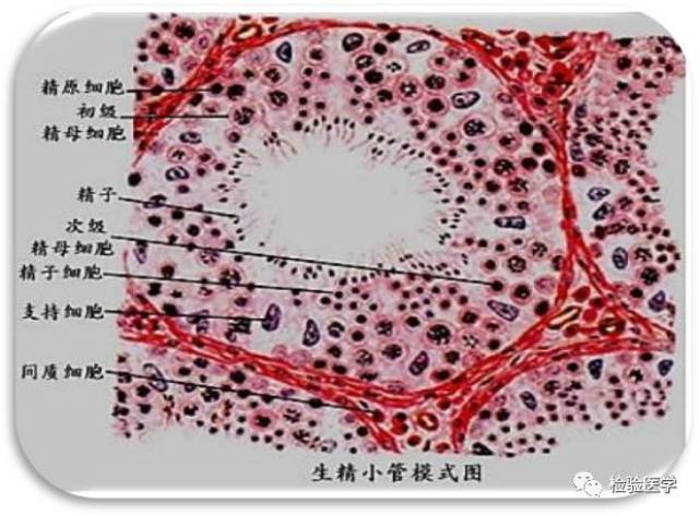 是通过一种简单的手术方法取出一小块活体睾丸组织,进行病理切片组织