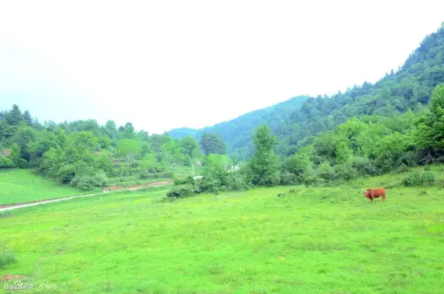 初夏时节,位于宁强巴山镇石坝子村附近的这片高山草甸--大坪山草甸已