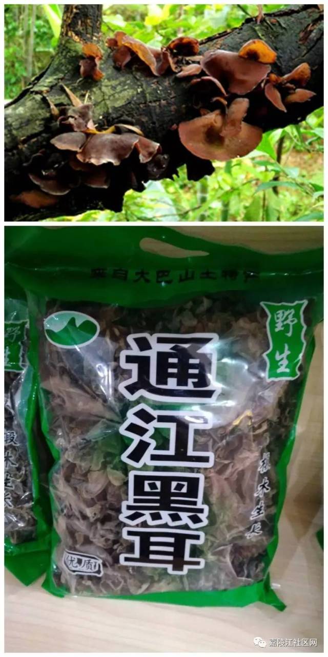 嘉陵江社区网商城--仪陇县土特产专营商城