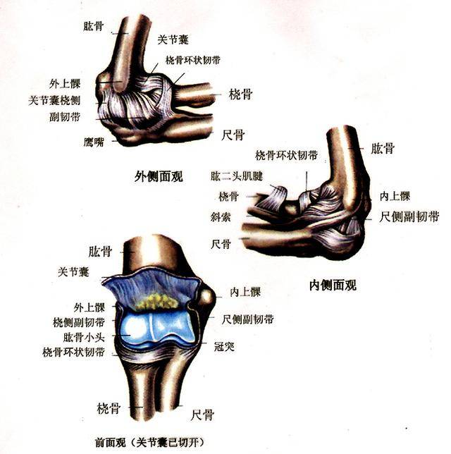 正常人体解剖学 认识自己人体六大关节之肘关节