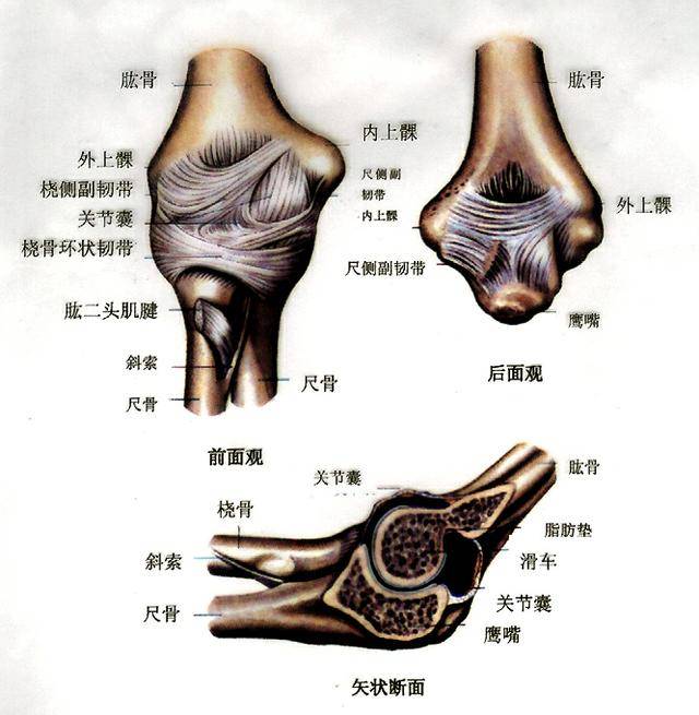 正常人体解剖学 认识自己人体六大关节之肘关节