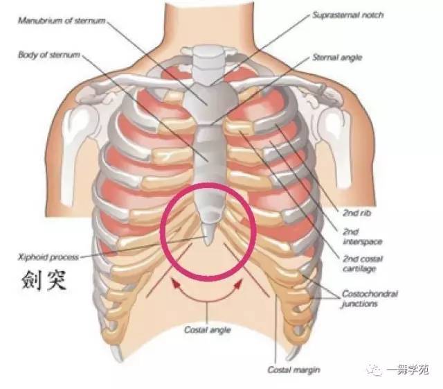 在胸骨最下方的那块骨头,即 剑突.