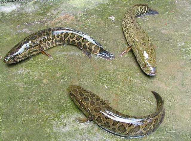 广东人管"乌鳢"叫"生鱼",北方有的叫"黑鱼",有的叫"蛇头鱼".