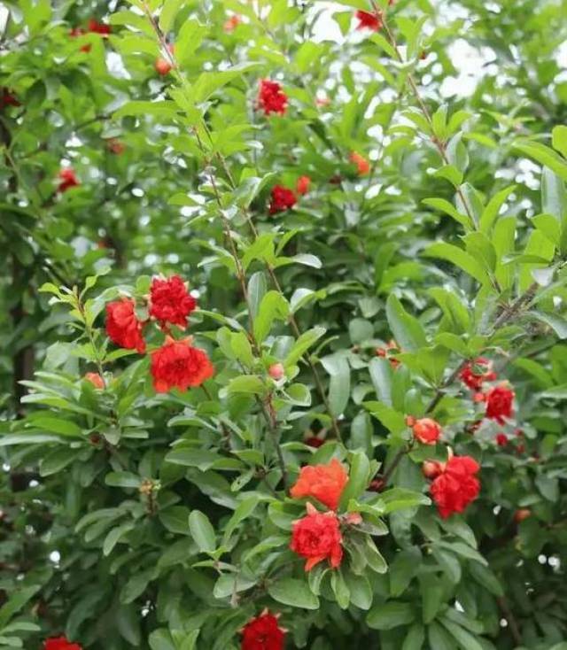 石榴花