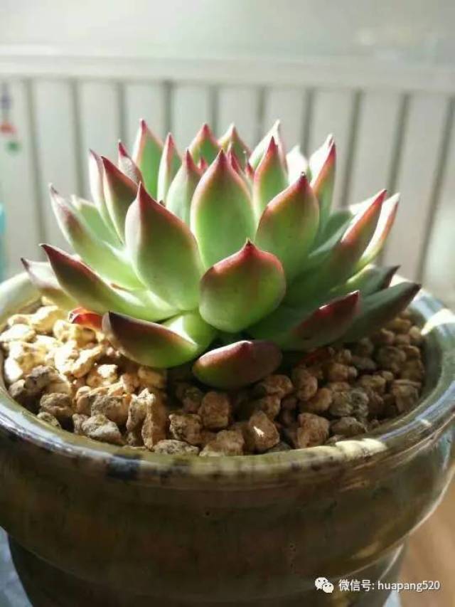 多肉小红蛋容易度夏么 edcf006af56b45f1bcb60db4cca506ed.jpeg