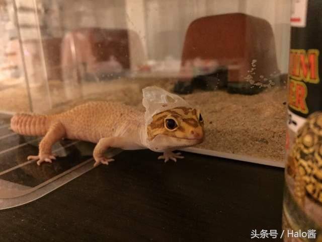 豹纹守宫超可爱的脱皮模样,爬虫界的最新流行就是这款连帽上衣?