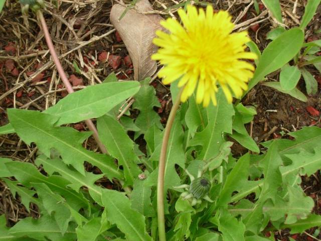 30种农村常见草药你知道几种