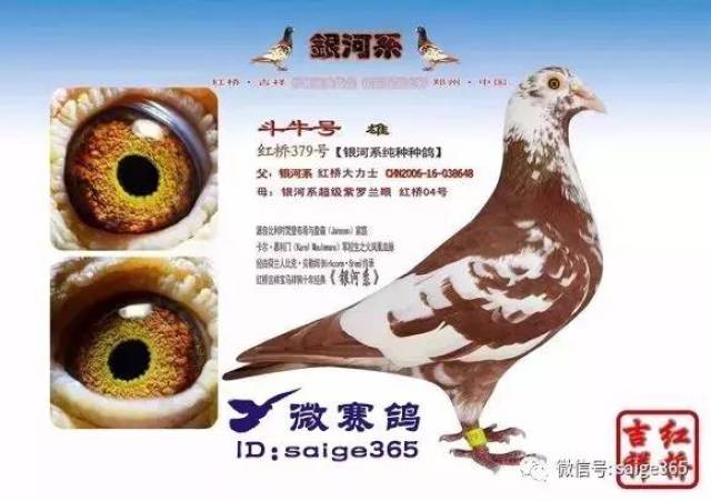 【经验】12大当红赛鸽品系详细解析——珍藏版资料(二