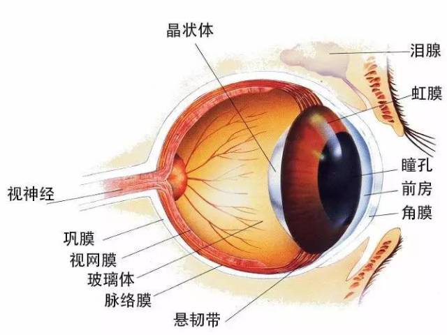 不过它并不是指视网膜全部掉下来了,而且视网膜结构中的不同分层之间